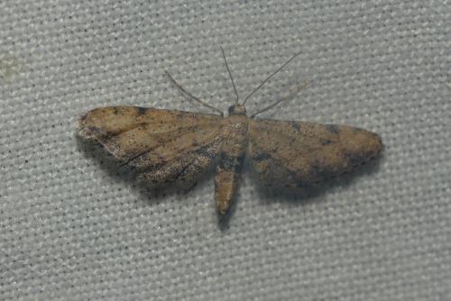 Réf. 268 147 : Idaea incalcarata